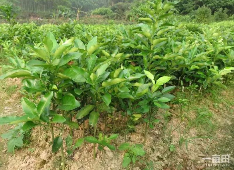 红心蜜柚苗0.5~0.8m0.8~1cm