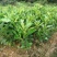 红心蜜柚苗0.5~0.8m0.8~1cm