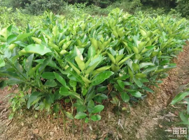 红心蜜柚苗0.5~0.8m0.8~1cm