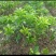 红心蜜柚苗0.5~0.8m0.8~1cm