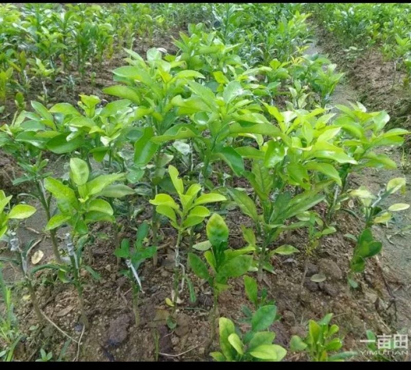 红心蜜柚苗0.5~0.8m0.8~1cm