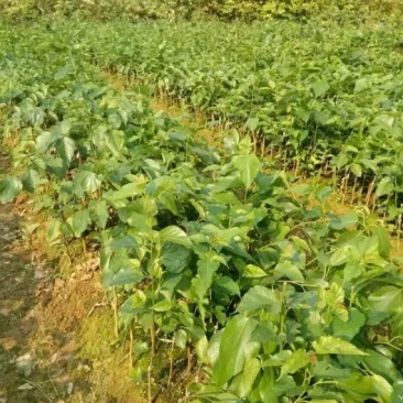长果桑树苗40~50cm