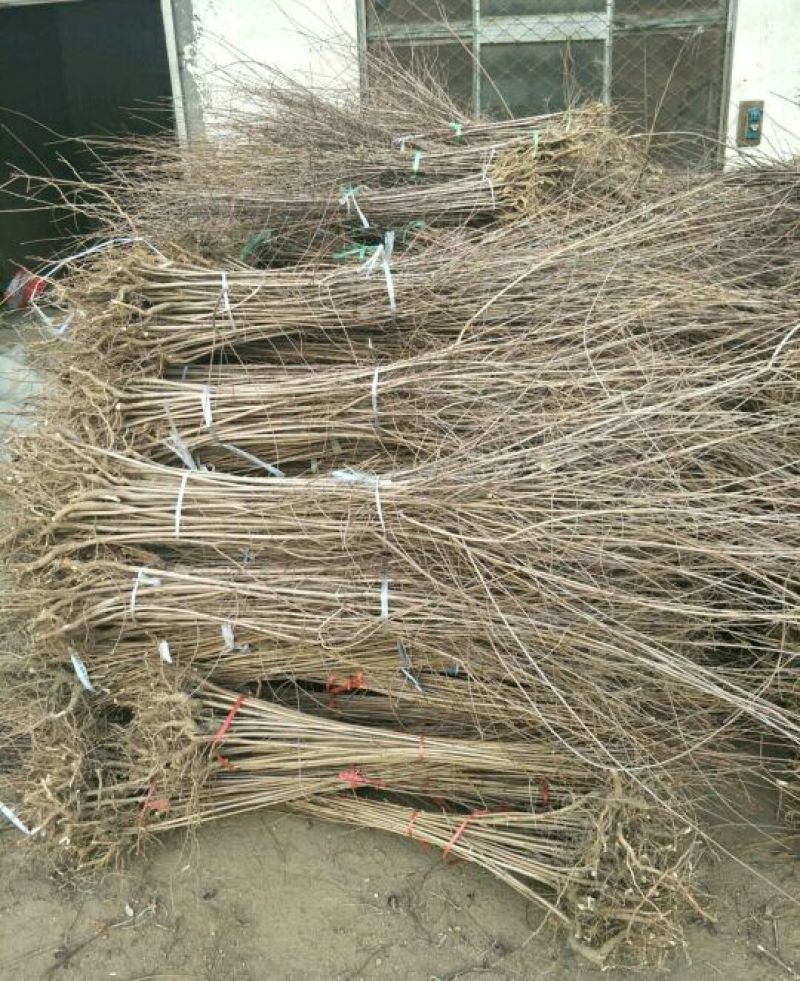 五角枫51~80cm