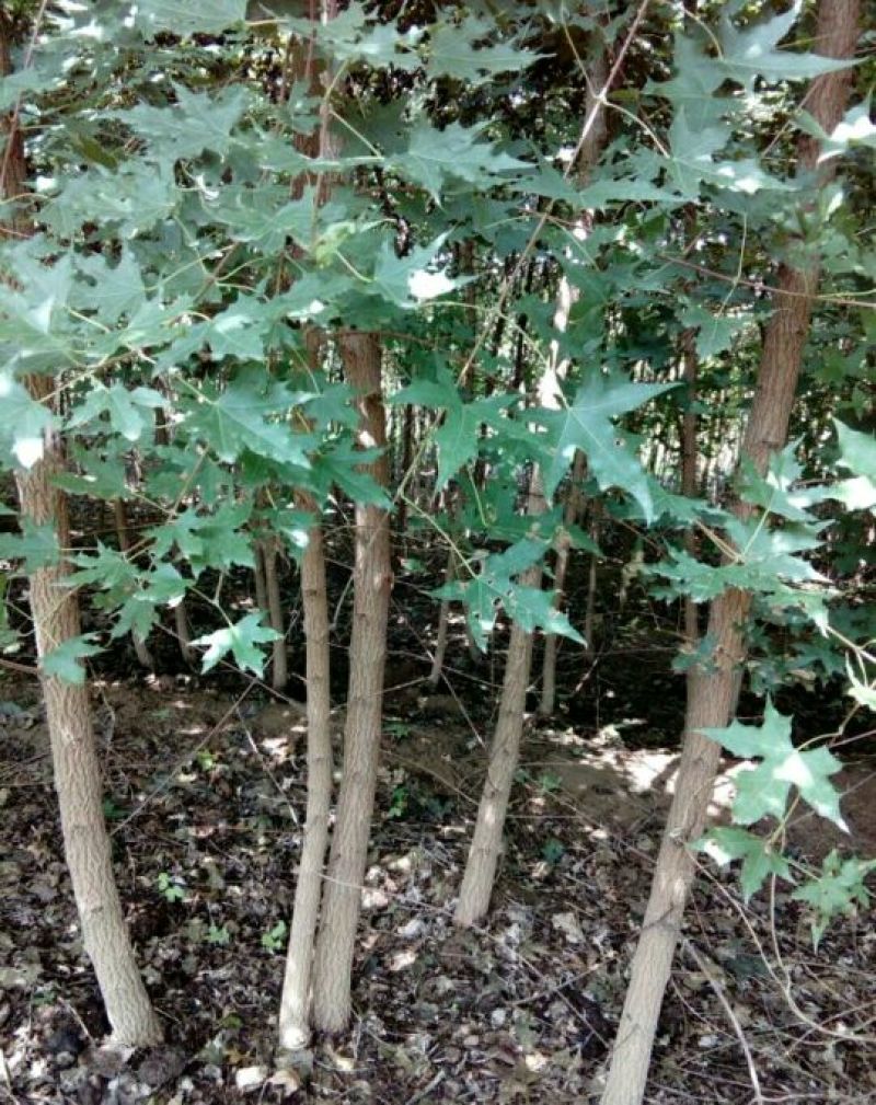 五角枫51~80cm