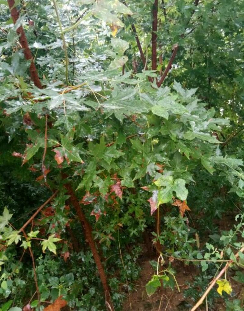 五角枫苗70~80cm