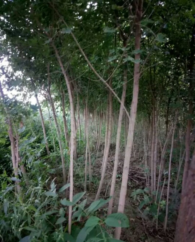 五角枫苗70~80cm