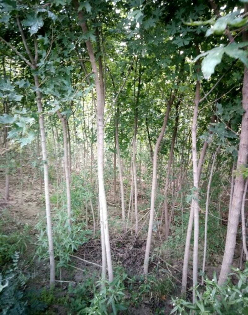 五角枫苗70~80cm