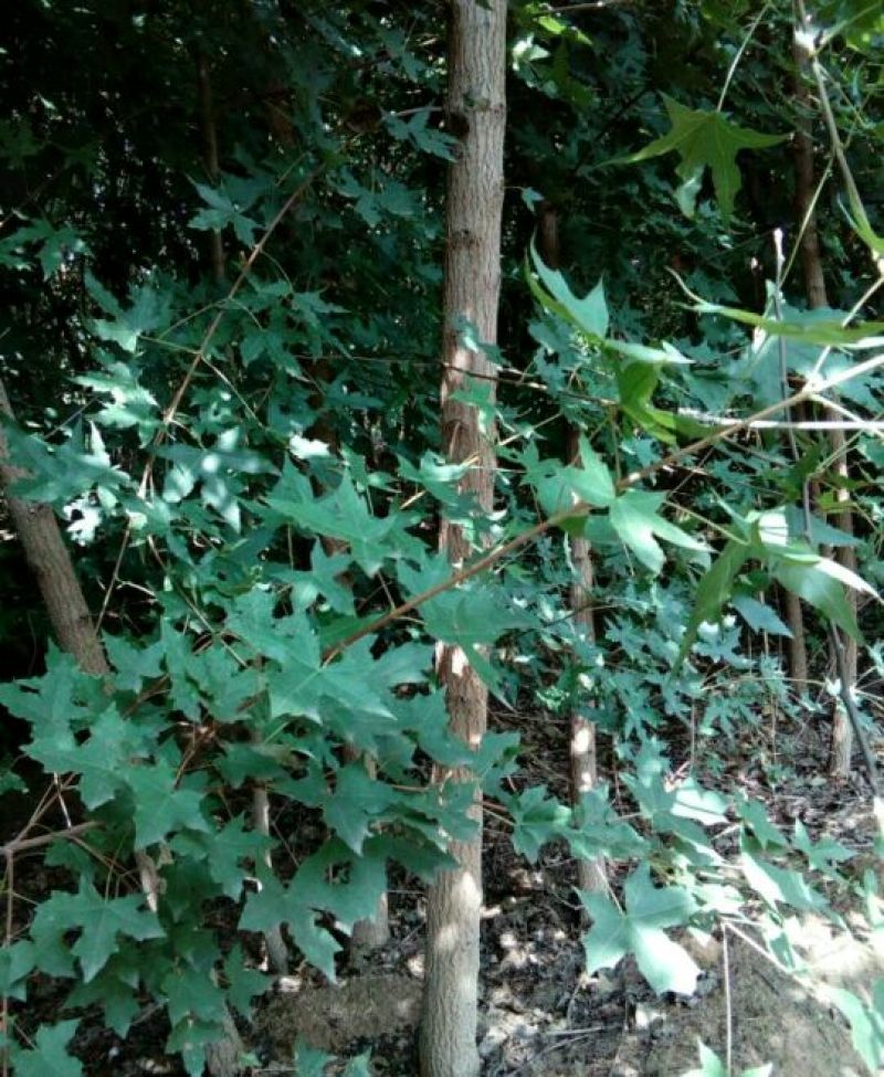 五角枫苗70~80cm