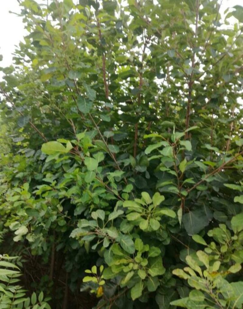 黄栌苗80~100cm