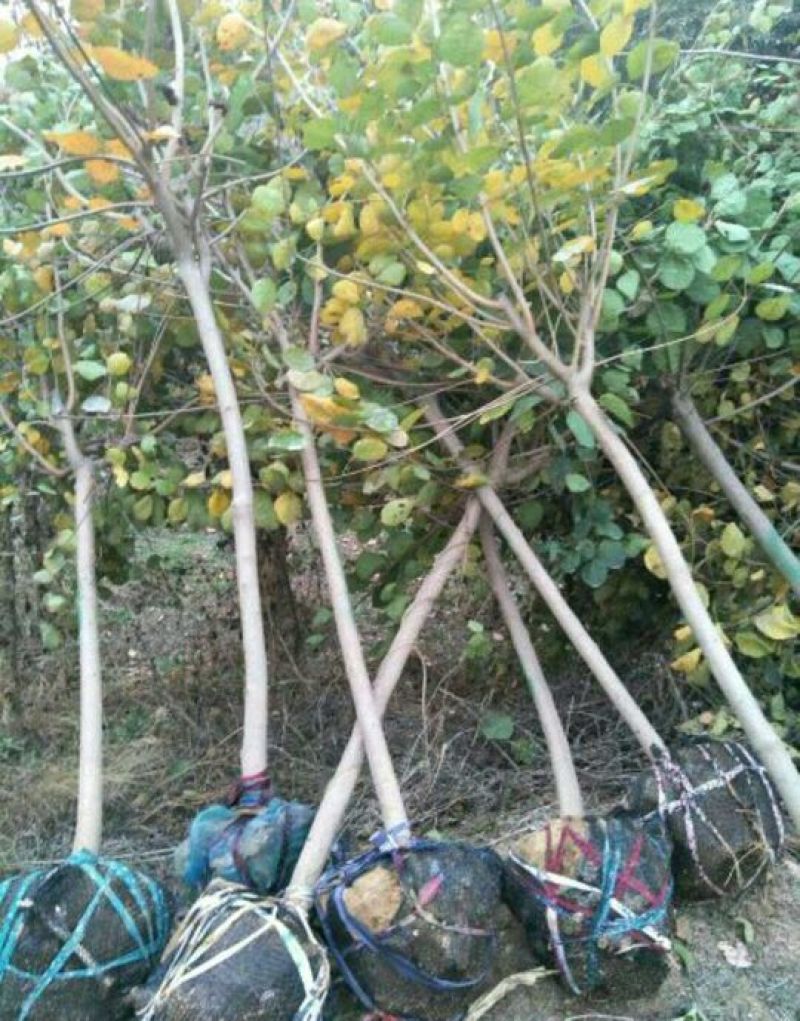 黄栌苗80~100cm
