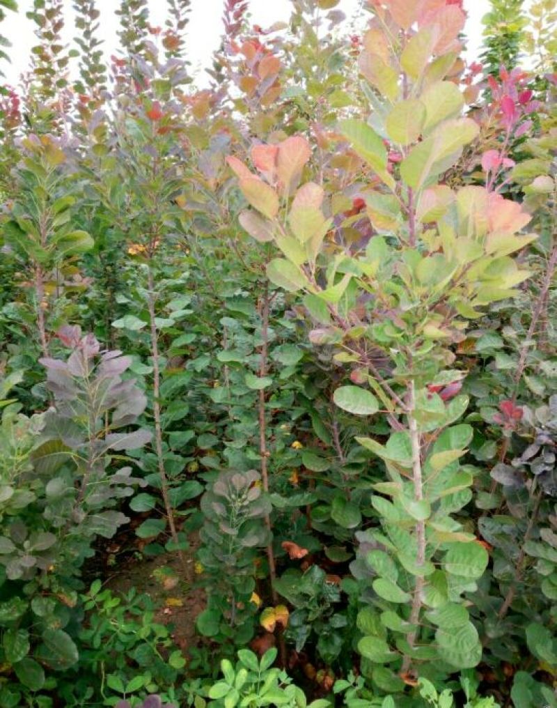 黄栌苗80~100cm