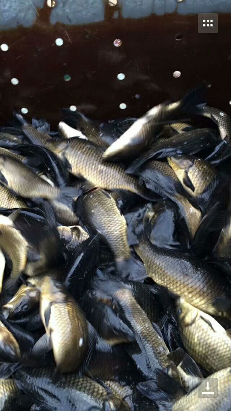 黄金鲫食用