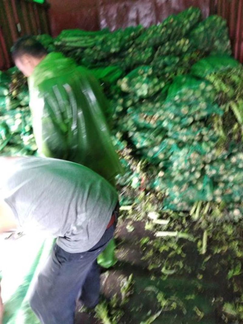 莴苣一手货源质量保证红叶莴苣杆子