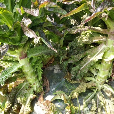 莴苣一手货源质量保证红叶莴苣杆子