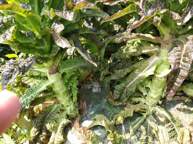 莴苣一手货源质量保证红叶莴苣杆子