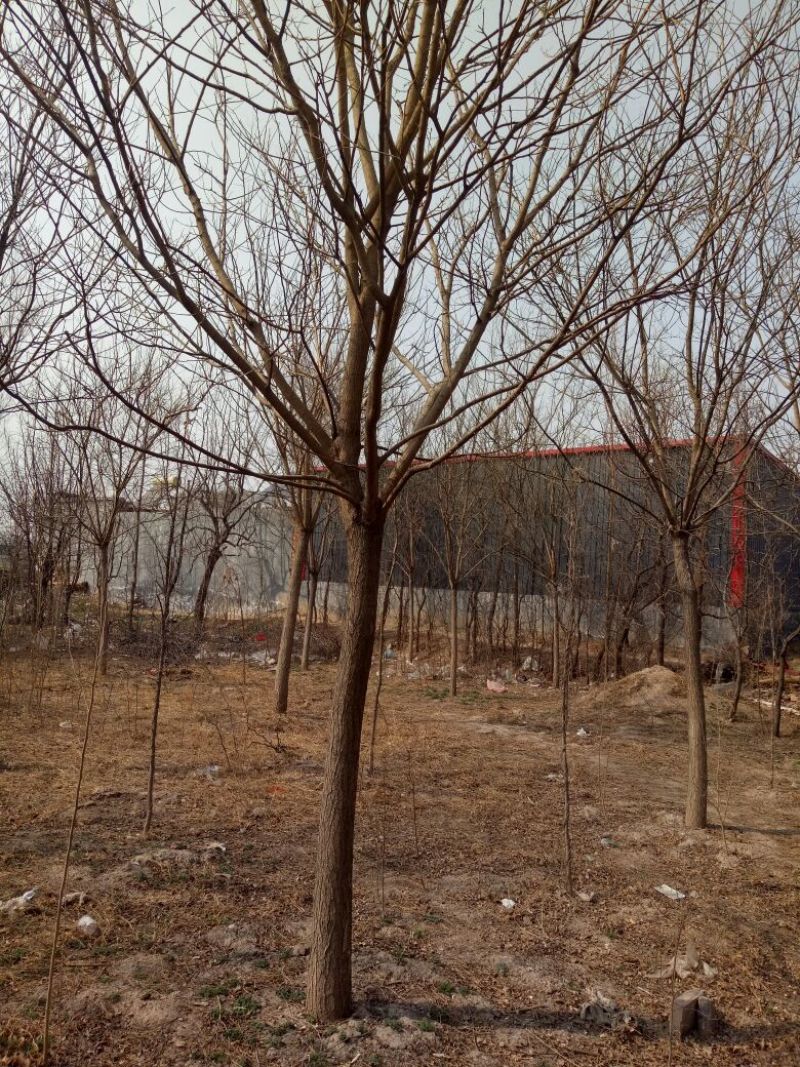 国槐2~3米14~16cm14~16cm
