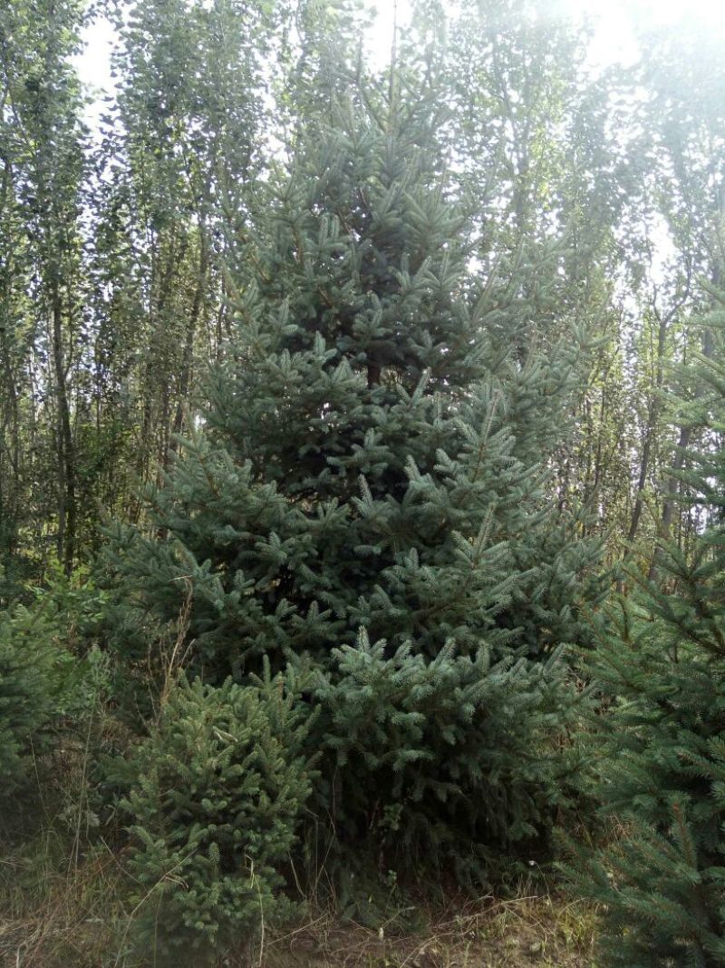 云杉4~6cm6~8cm3.5~4米