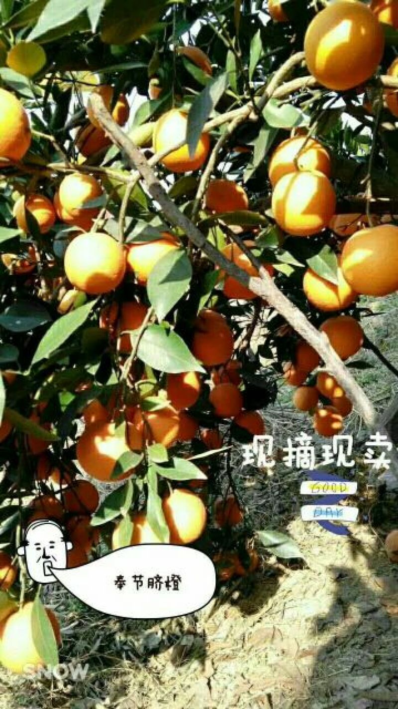 奉节脐橙65~70mm