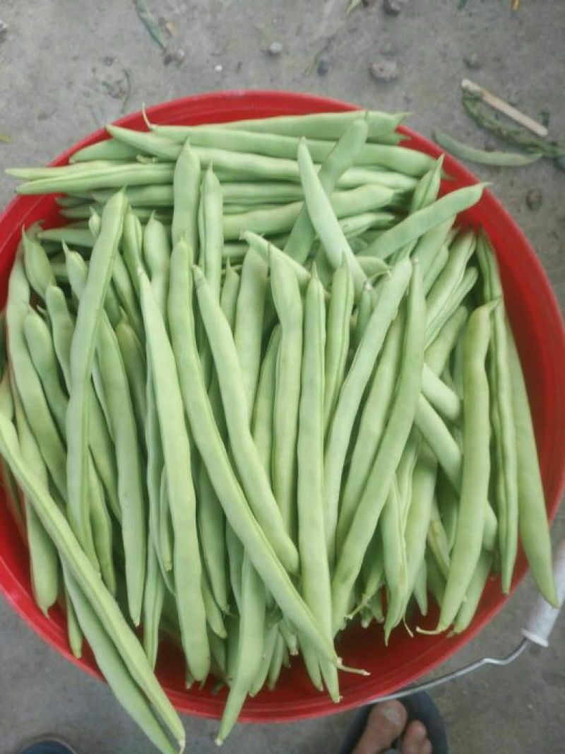 【代办蔬菜】四季豆10~15cm货源充足，量大从优