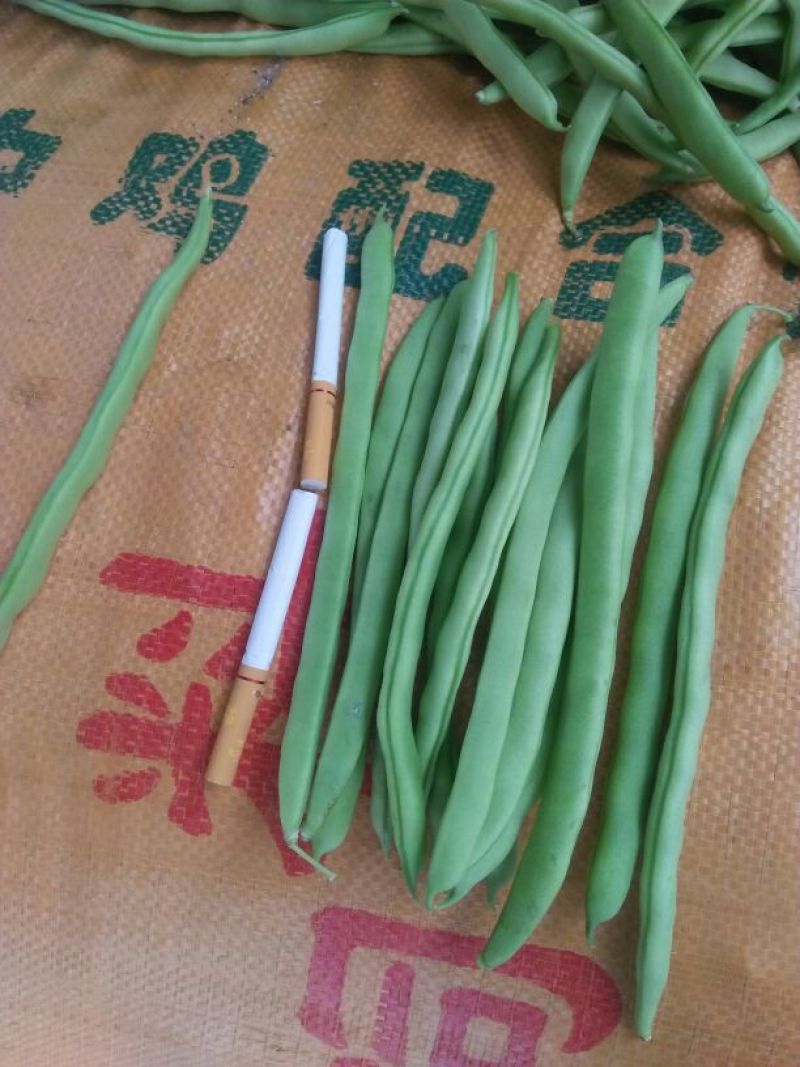 【代办蔬菜】四季豆10~15cm货源充足，量大从优