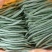 【代办蔬菜】四季豆10~15cm货源充足，量大从优