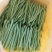 【代办蔬菜】四季豆10~15cm货源充足，量大从优