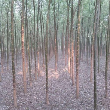 竹柳原生态，竹柳原生态，竹柳原生态，竹柳