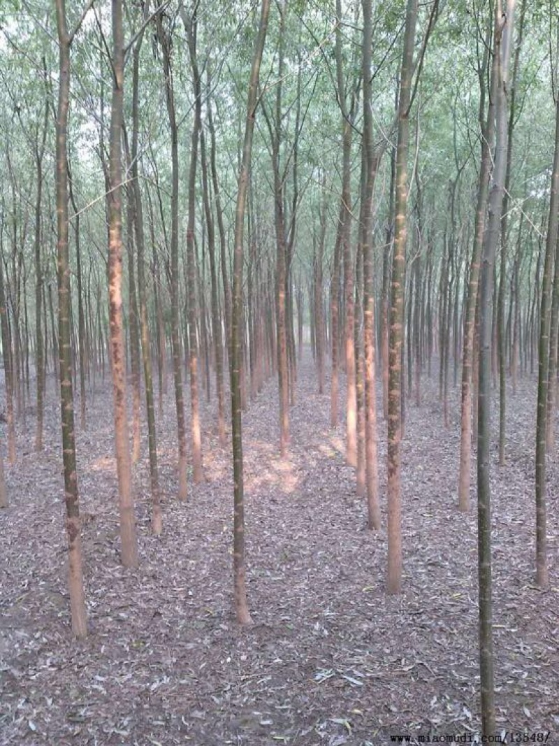 竹柳原生态，竹柳原生态，竹柳原生态，竹柳