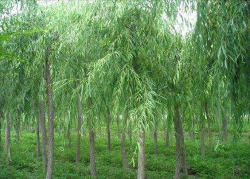 竹柳原生态，竹柳原生态，竹柳原生态，竹柳