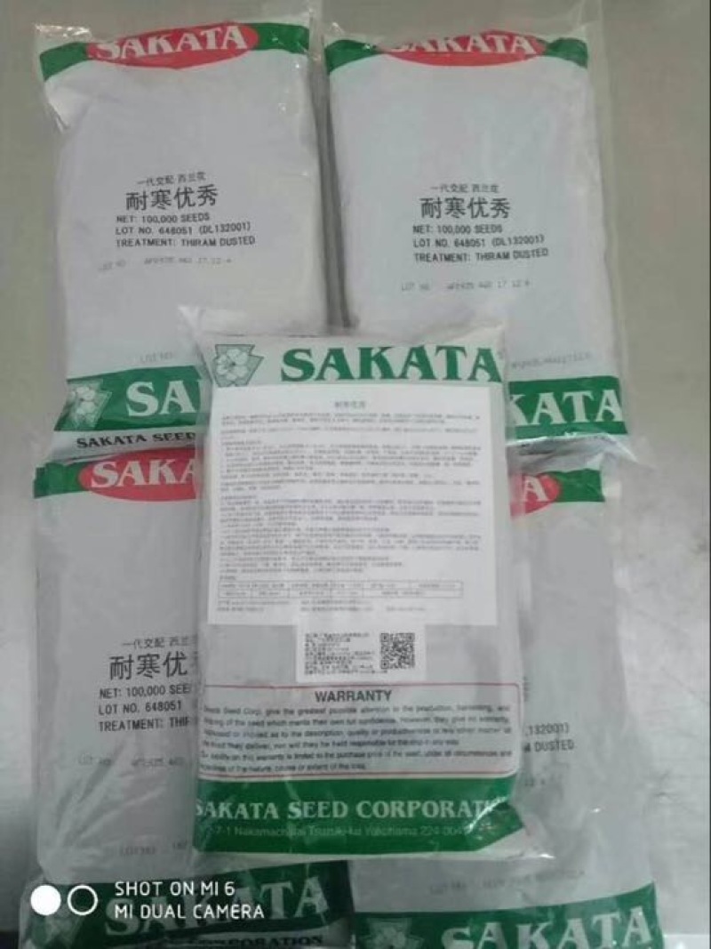 耐寒优秀西兰花种子