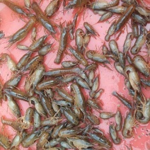 澳洲淡水小龙虾藕塘套养2-4钱（10-20克）活虾