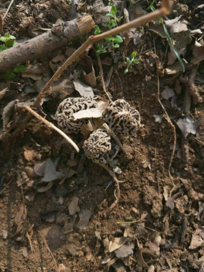 野生菌一级