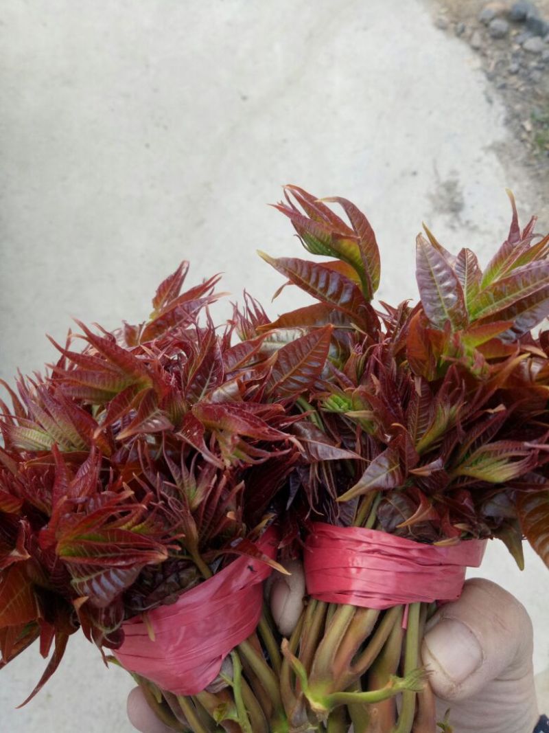 红油6号香椿10cm以下