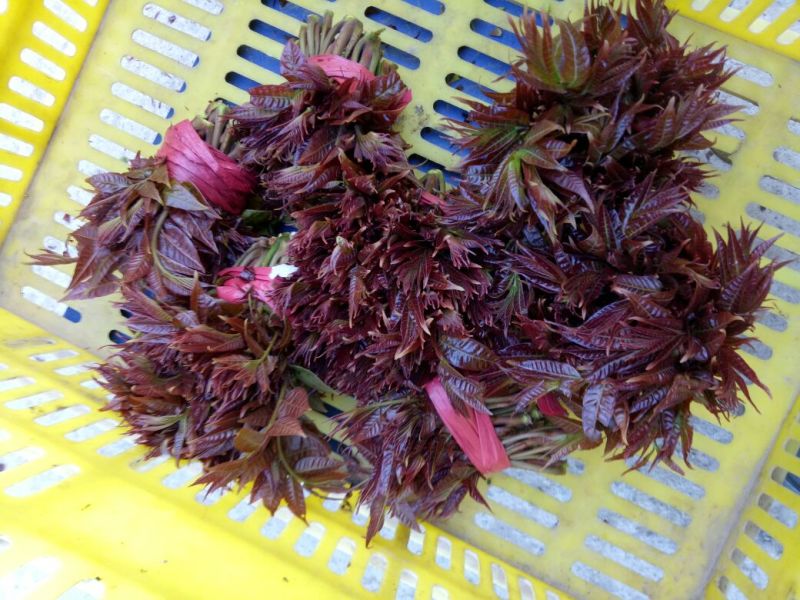 红油6号香椿10cm以下