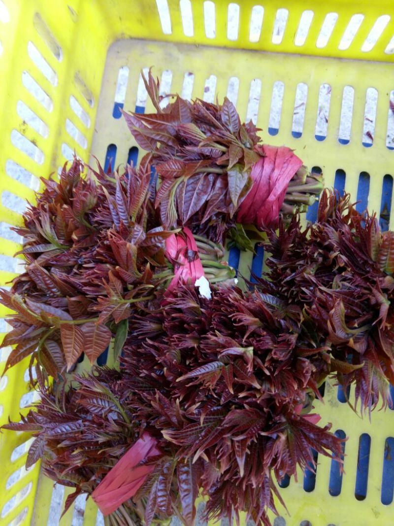 红油6号香椿10cm以下