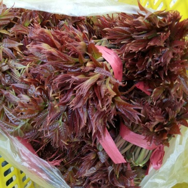 红油6号香椿10cm以下