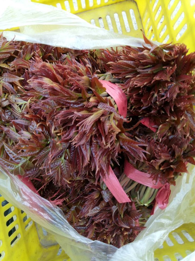 红油6号香椿10cm以下