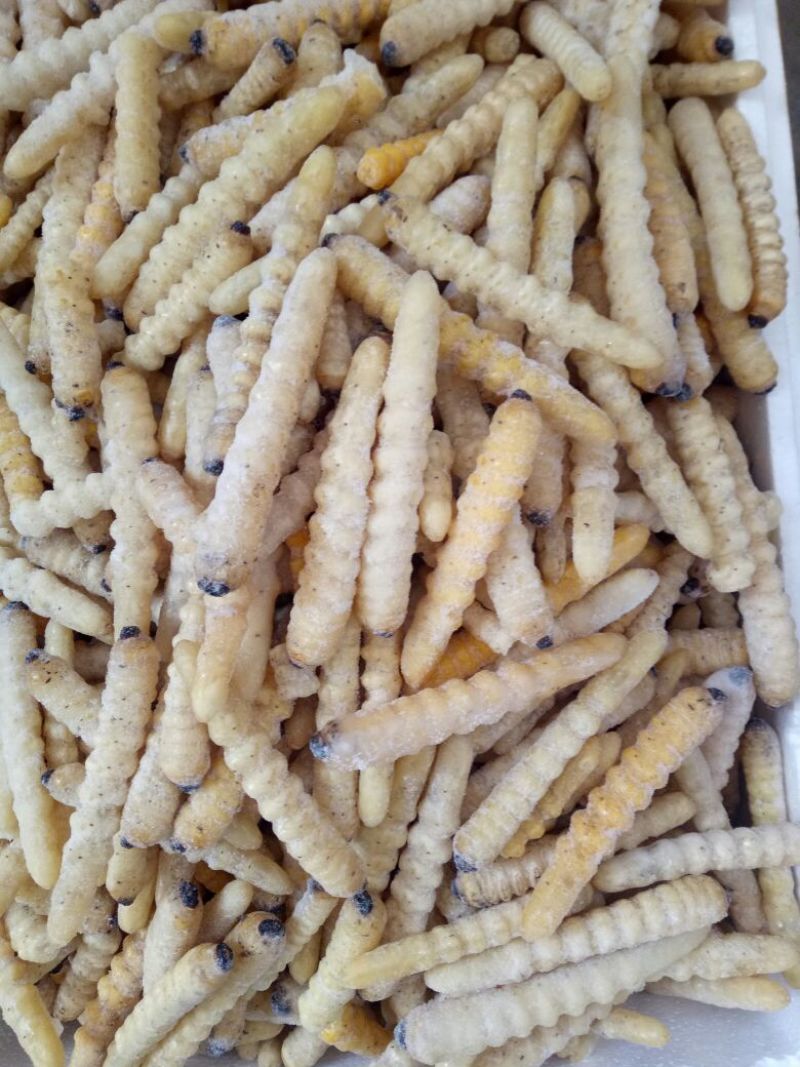 木虫，柴虫，哈虫，食用，统货，野生，高蛋白，高质量
