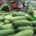 节瓜地冬瓜，青皮、白皮