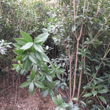 桂花苗120cm以上