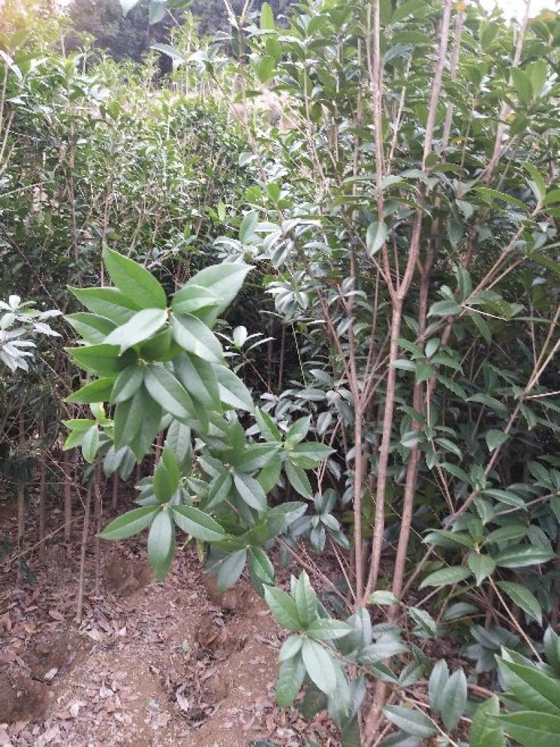 桂花苗120cm以上