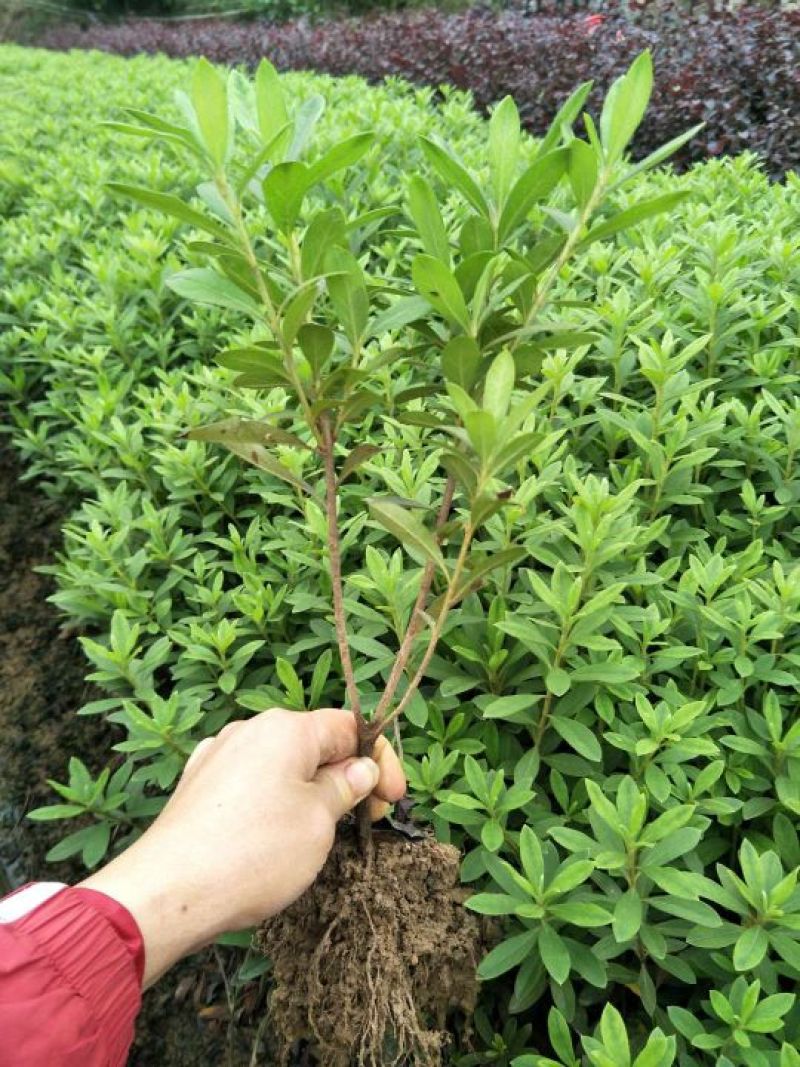 毛鹃2cm以下0.5米以下