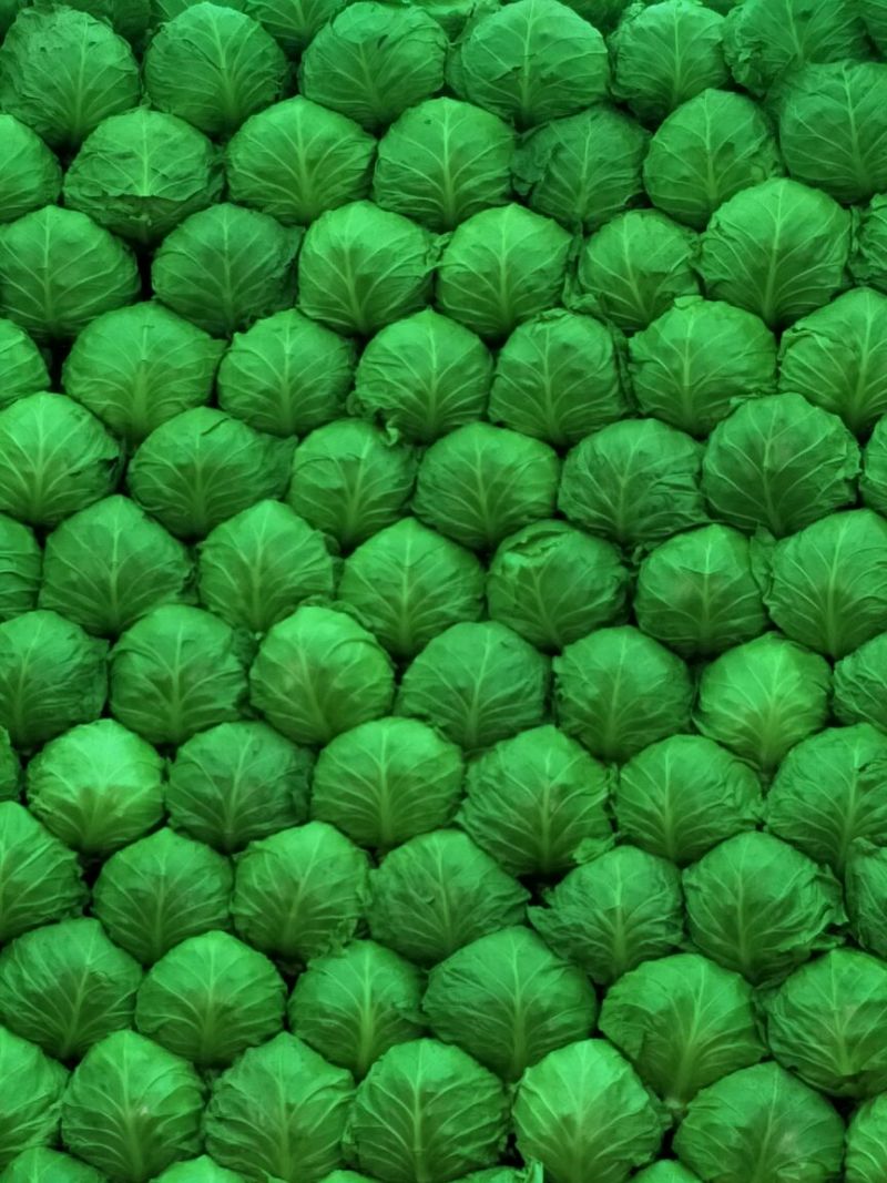 基地盛产，超市直供精品8398甘蓝2斤左右，