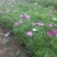 山东省青州市波斯菊盆花基地
