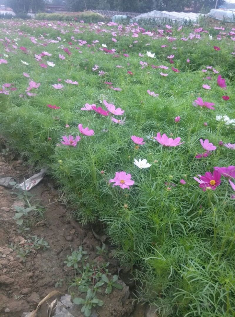 山东省青州市波斯菊盆花基地