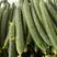 优质密刺黄瓜鲜花带刺22~25公分价格便宜量大从优