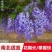 紫藤1cm以下1~1.5米