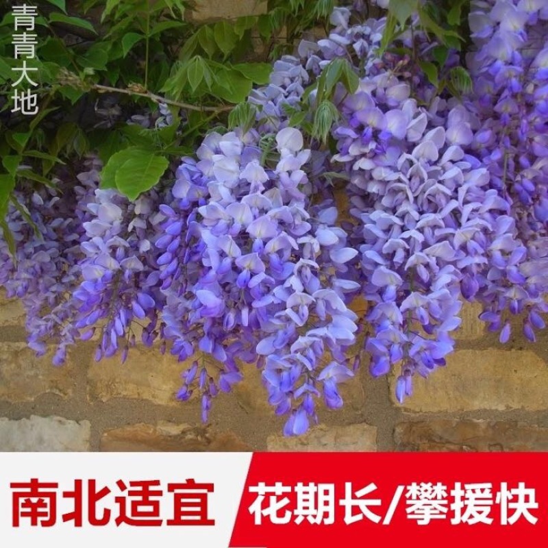 紫藤1cm以下1~1.5米