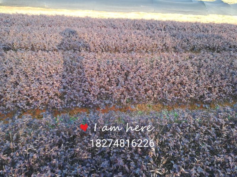 红花继木球20-30cm深