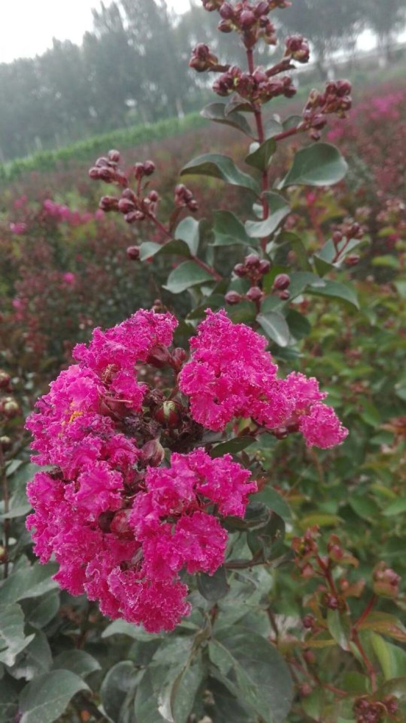 红火箭紫薇2~4cm1.5~2米1~2米